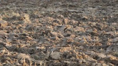 Üretilebilir tarım arazilerine bahar ekimi için hazırlanmış verimli toprak.