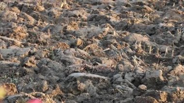 Üretilebilir tarım arazilerine bahar ekimi için hazırlanmış verimli toprak.