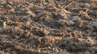 Üretilebilir tarım arazilerine bahar ekimi için hazırlanmış verimli toprak.