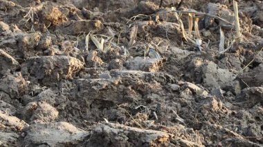 Üretilebilir tarım arazilerine bahar ekimi için hazırlanmış verimli toprak.