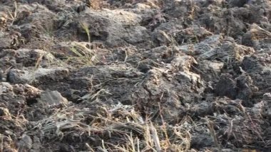 Üretilebilir tarım arazilerine bahar ekimi için hazırlanmış verimli toprak.