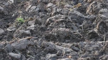 Üretilebilir tarım arazilerine bahar ekimi için hazırlanmış verimli toprak.