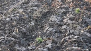 Üretilebilir tarım arazilerine bahar ekimi için hazırlanmış verimli toprak.