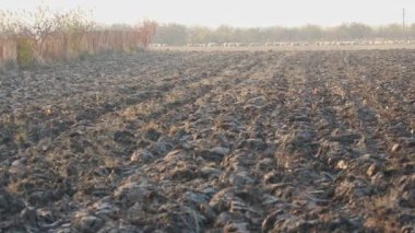 Üretilebilir tarım arazilerine bahar ekimi için hazırlanmış verimli toprak.