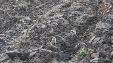 Üretilebilir tarım arazilerine bahar ekimi için hazırlanmış verimli toprak.