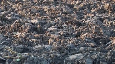 Üretilebilir tarım arazilerine bahar ekimi için hazırlanmış verimli toprak.