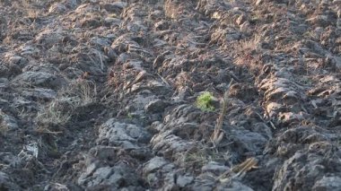 Üretilebilir tarım arazilerine bahar ekimi için hazırlanmış verimli toprak.