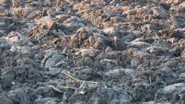 Üretilebilir tarım arazilerine bahar ekimi için hazırlanmış verimli toprak.