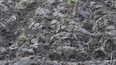 Üretilebilir tarım arazilerine bahar ekimi için hazırlanmış verimli toprak.