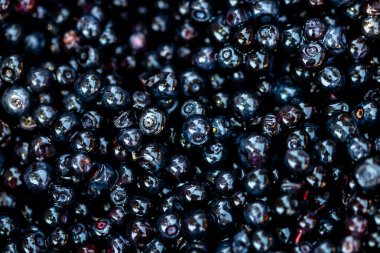 Taze yabanmersini. Taze toplanmış organik yaban mersini.