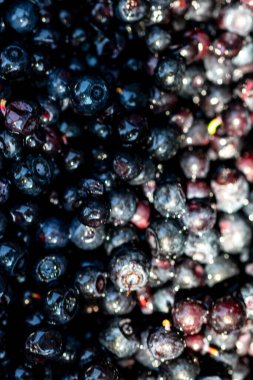 Taze yabanmersini. Taze toplanmış organik yaban mersini.