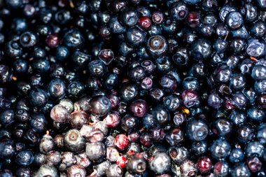 Taze yabanmersini. Taze toplanmış organik yaban mersini.