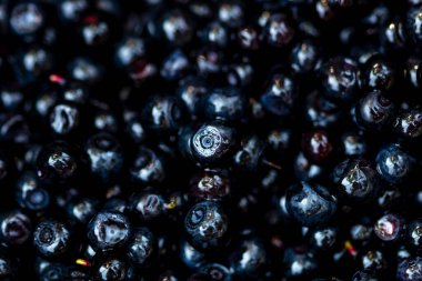 Taze yabanmersini. Taze toplanmış organik yaban mersini.