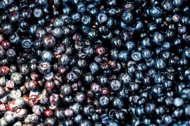 Taze yabanmersini. Taze toplanmış organik yaban mersini.