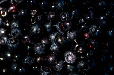 Taze yabanmersini. Taze toplanmış organik yaban mersini.