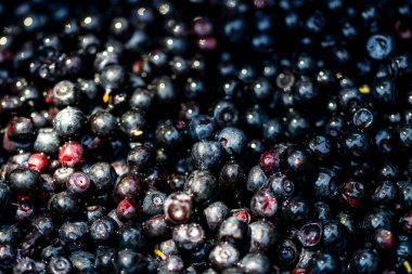 Taze yabanmersini. Taze toplanmış organik yaban mersini.