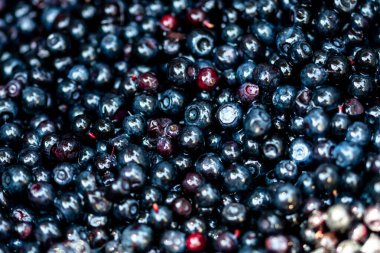 Taze yabanmersini. Taze toplanmış organik yaban mersini.