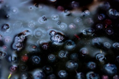 Taze yabanmersini. Taze toplanmış organik yaban mersini.