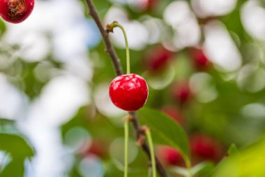 Kırmızı ve tatlı kiraz meyveleri. Olgun kirazların ayrıntıları