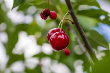 Kırmızı ve tatlı kiraz meyveleri. Olgun kirazların ayrıntıları