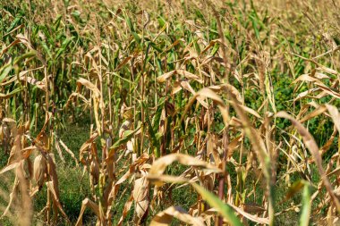 Mısır tarlası. Sonbaharda fırın ve un üretimi için tahıl gevreği