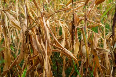 Mısır tarlası. Sonbaharda fırın ve un üretimi için tahıl gevreği