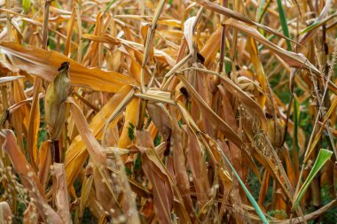 Mısır tarlası. Sonbaharda fırın ve un üretimi için tahıl gevreği