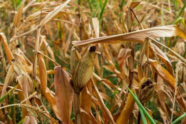 Mısır tarlası. Sonbaharda fırın ve un üretimi için tahıl gevreği