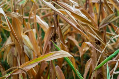 Mısır tarlası. Sonbaharda fırın ve un üretimi için tahıl gevreği