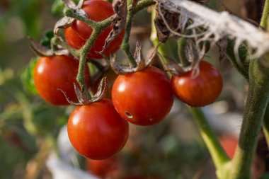 Bir serada sarmaşıktan sarkan olgun domates. Gün batımında domateslerin sağlıklı büyümesi