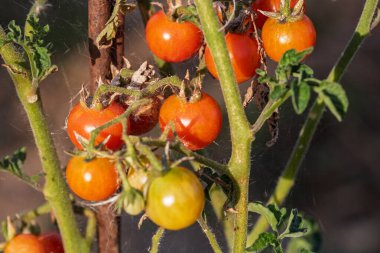 Bir serada sarmaşıktan sarkan olgun domates. Gün batımında domateslerin sağlıklı büyümesi