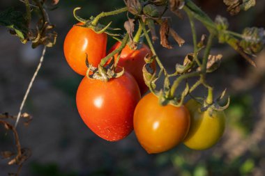 Bir serada sarmaşıktan sarkan olgun domates. Gün batımında domateslerin sağlıklı büyümesi
