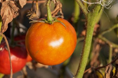Bir serada sarmaşıktan sarkan olgun domates. Gün batımında domateslerin sağlıklı büyümesi