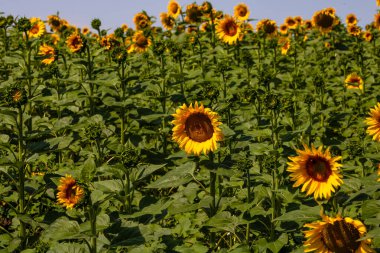 Ayçiçeği tarlası. Tarım, ayçekirdeği büyüyen kavram. Kırsalda çiçek açan ayçiçeği tarlası. Tarım endüstrisi