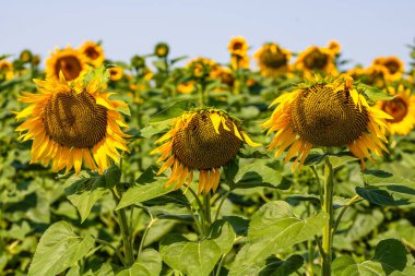Ayçiçeği tarlası. Tarım, ayçekirdeği büyüyen kavram. Kırsalda çiçek açan ayçiçeği tarlası. Tarım endüstrisi