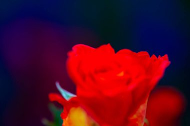 Yaz bahçesinde açan güzel kırmızı güller. Açık havada yetişen gül çiçekleri, doğa, çiçek açan sanat tasarımı arka plan