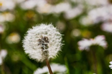 Bahar ve yaz doğa sahnesi çiçek açan taraxacum, yaygın olarak karahindiba olarak bilinir.