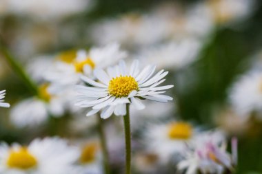 Bahar ve yaz doğa sahnesi çiçek açan bellis perennis, yaygın olarak beyaz papatya olarak bilinir.