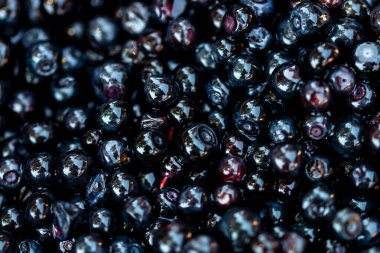 Taze yabanmersini. Taze toplanmış organik yaban mersini.