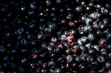 Taze yabanmersini. Taze toplanmış organik yaban mersini.