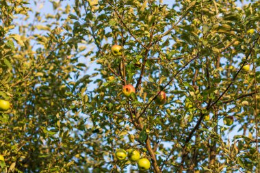 Mavi gökyüzünün altında meyvelerle dolu elma ağaçları toplanmaya hazır.