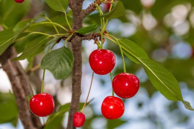 Kırmızı ve tatlı kiraz meyveleri. Olgun kirazların ayrıntıları