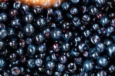 Taze yabanmersini. Taze toplanmış organik yaban mersini.