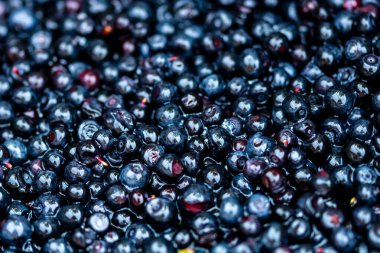 Taze yabanmersini. Taze toplanmış organik yaban mersini.