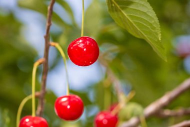Kırmızı ve tatlı kiraz meyveleri. Olgun kirazların ayrıntıları
