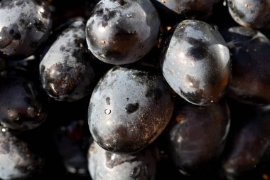Taze iştah açıcı olgun kırmızı üzümler detaylı bir makro fotoğrafta deri dokusunu ve yiyecek arka planı için doğal gelişimi gösteriyor.