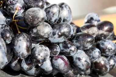 Taze iştah açıcı olgun kırmızı üzümler detaylı bir makro fotoğrafta deri dokusunu ve yiyecek arka planı için doğal gelişimi gösteriyor.