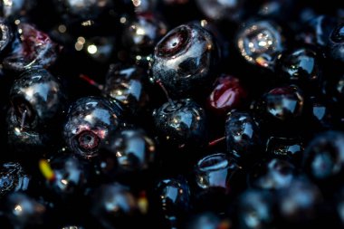 Taze yabanmersini. Taze toplanmış organik yaban mersini.