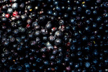 Taze yabanmersini. Taze toplanmış organik yaban mersini.