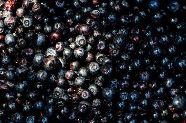 Taze yabanmersini. Taze toplanmış organik yaban mersini.